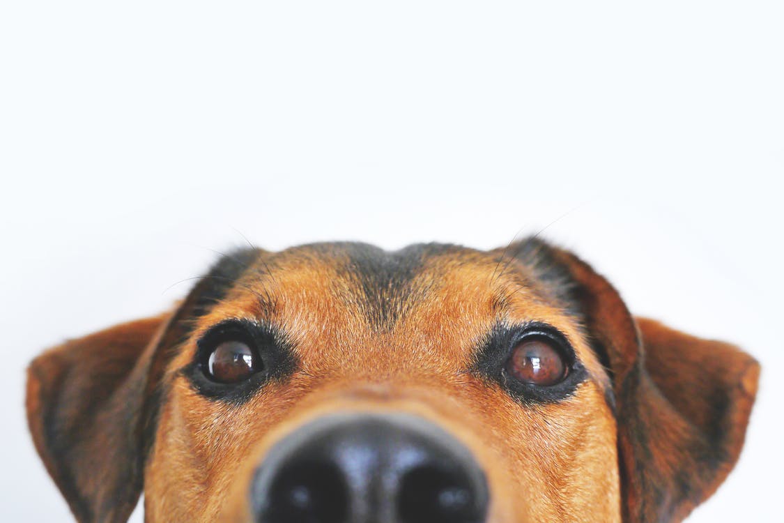 A dog with brown eyes peering at the camera close up.