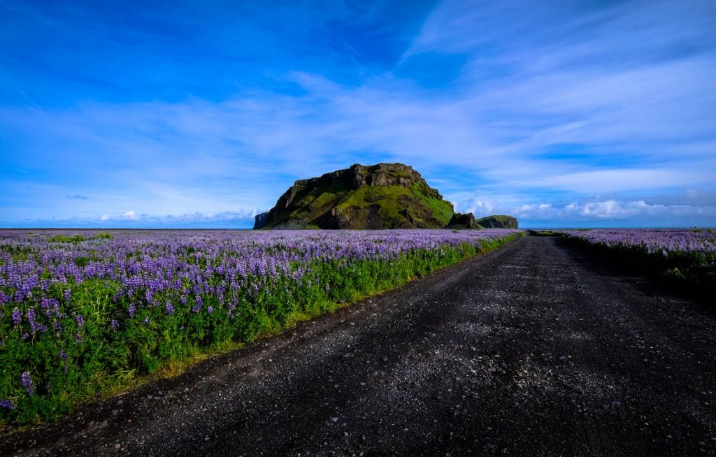 Fields of lavender against a vibrant blue sky and a black gravel road. anxiety relief anxiety tips anxiety hacks